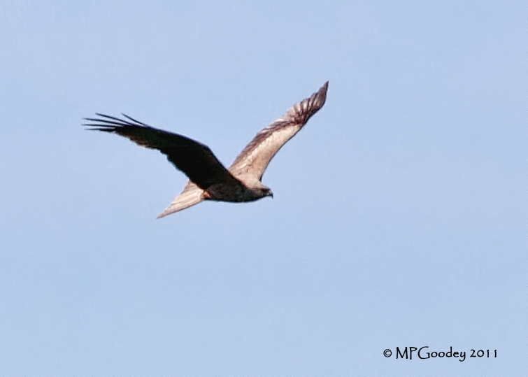 Black Kite