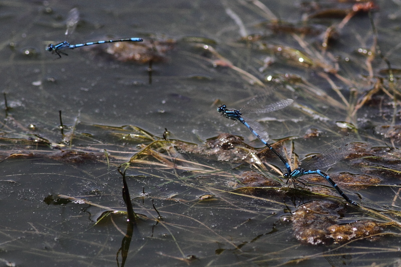 Dainty Damselfly