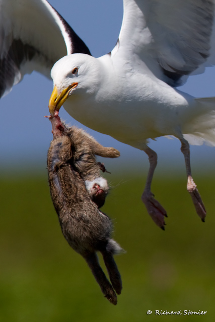 Great Black-backed Gull