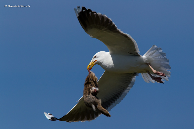 Great Black-backed Gull