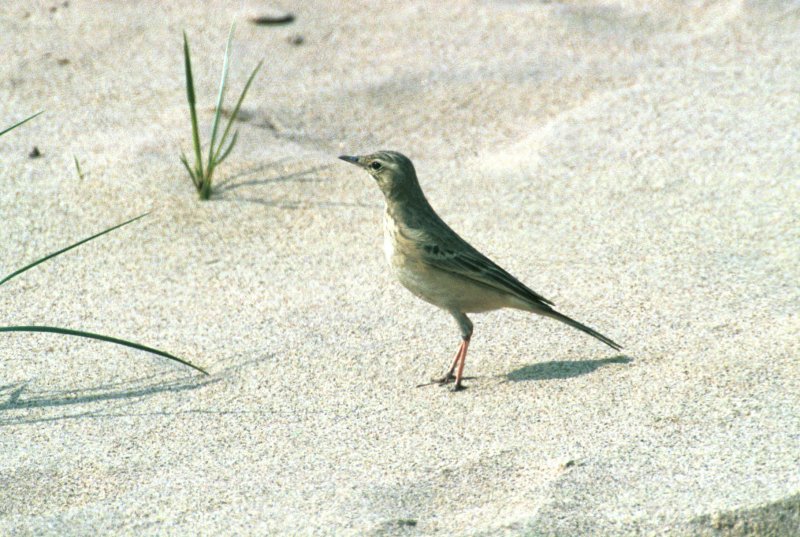 Tawny Pipit