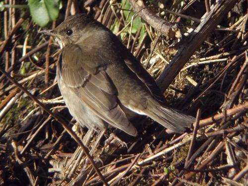 Grey-cheeked Thrush