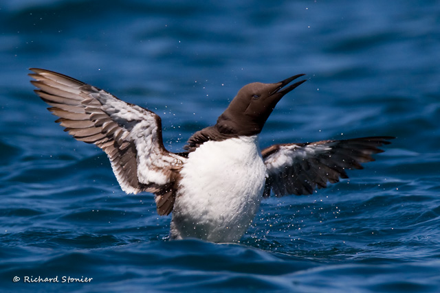 Guillemot