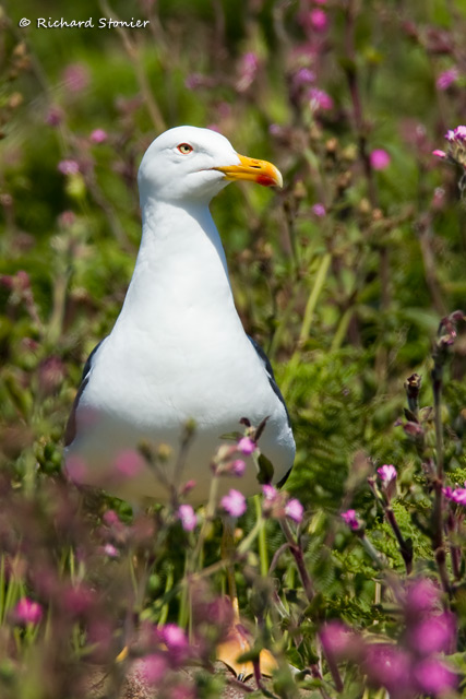 Lesser Black-backed Gull