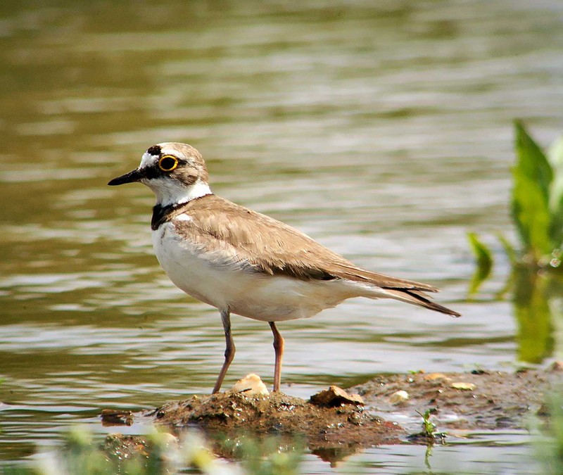 Little Ringed Plover