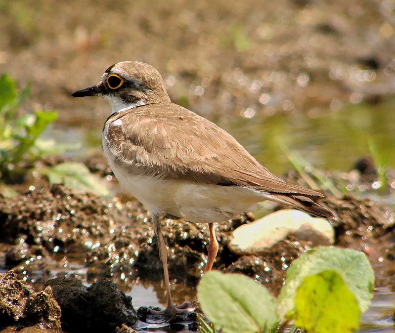 Little Ringed Plover
