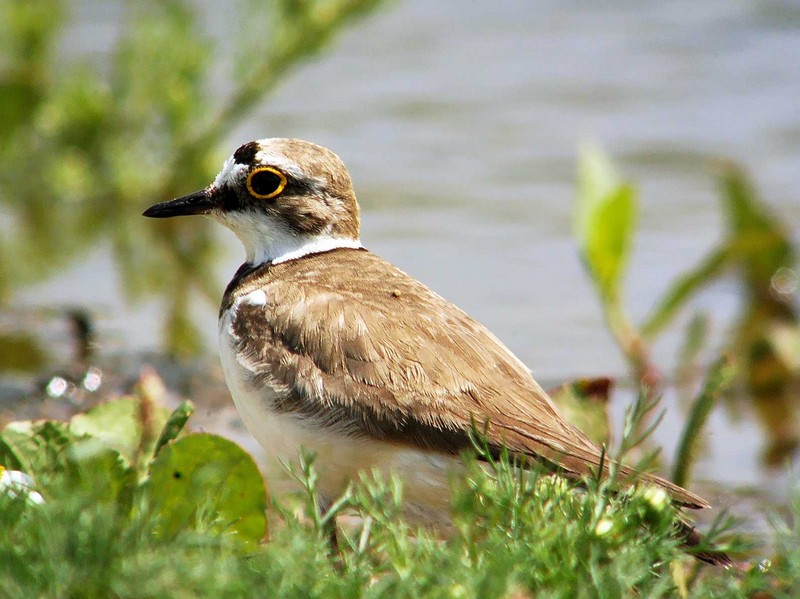 Little Ringed Plover