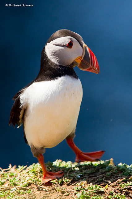 Puffin