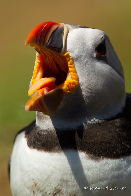 Puffin