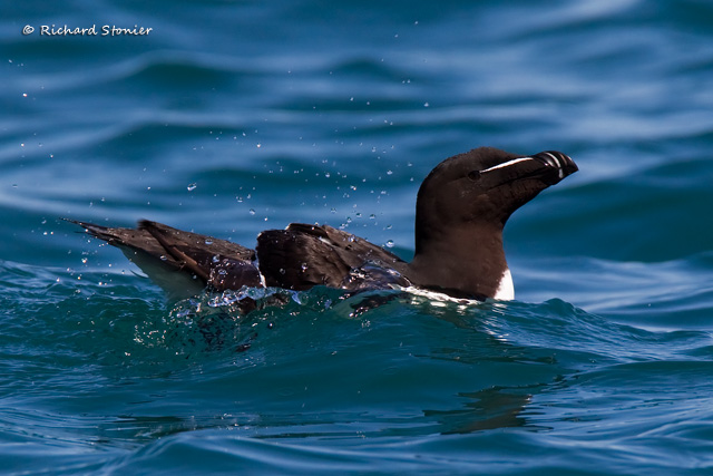 Razorbill