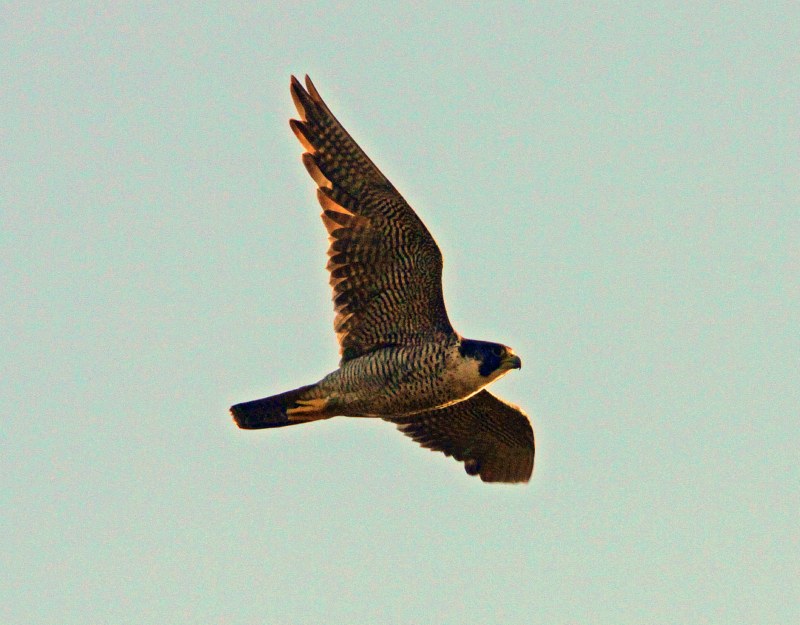 Peregrine