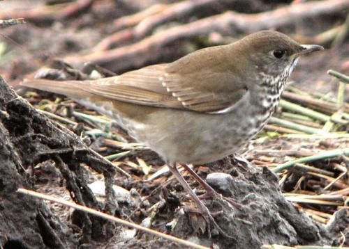 Grey-cheeked Thrush