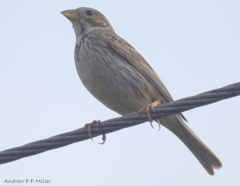 Corn Bunting