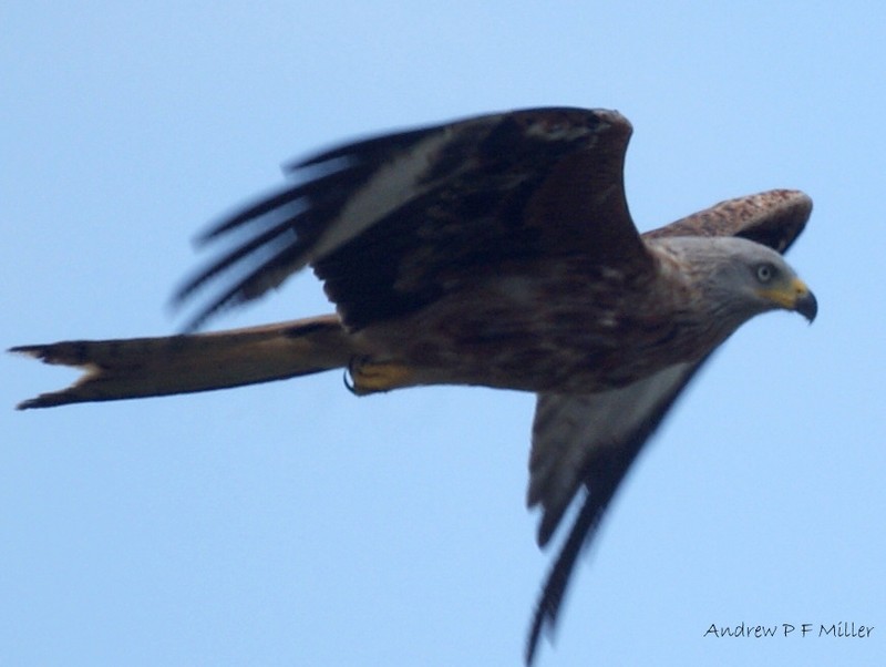 Red Kite