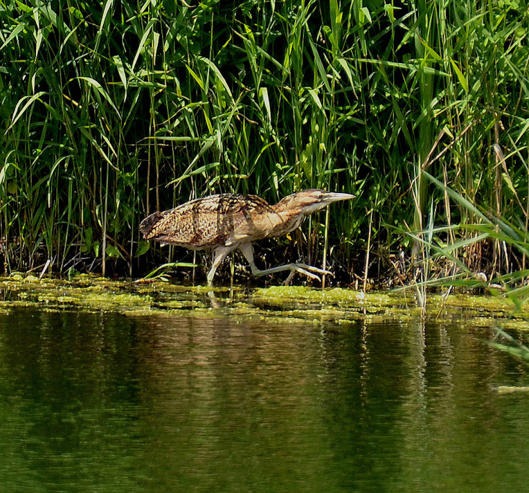 Bittern