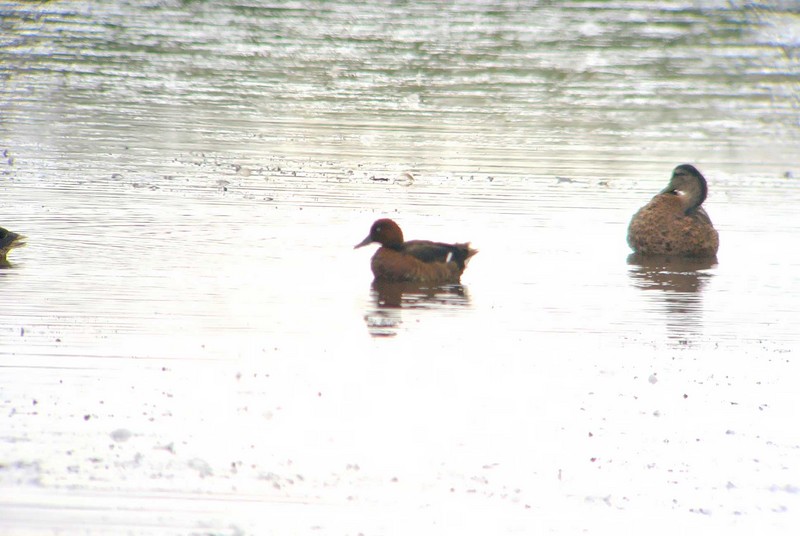 Ferruginous Duck