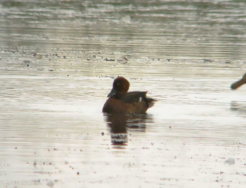 Ferruginous Duck
