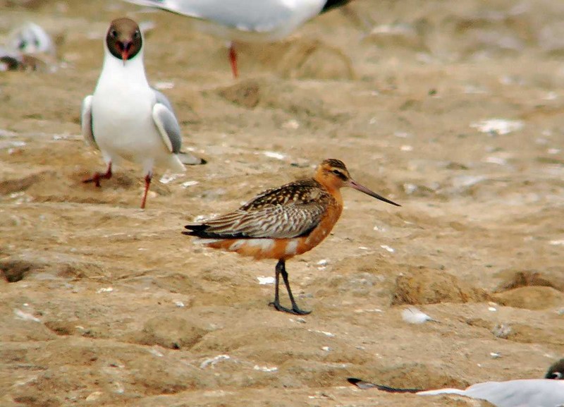 Bar-tailed Godwit