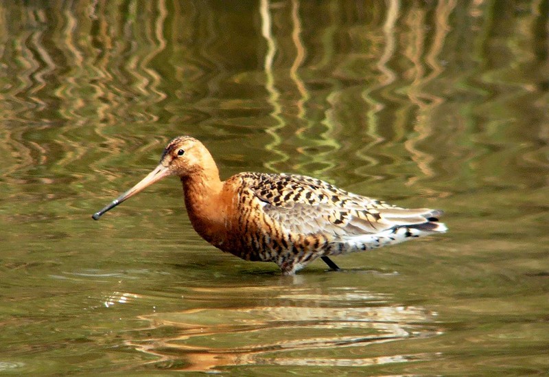 Black-tailed Godwit