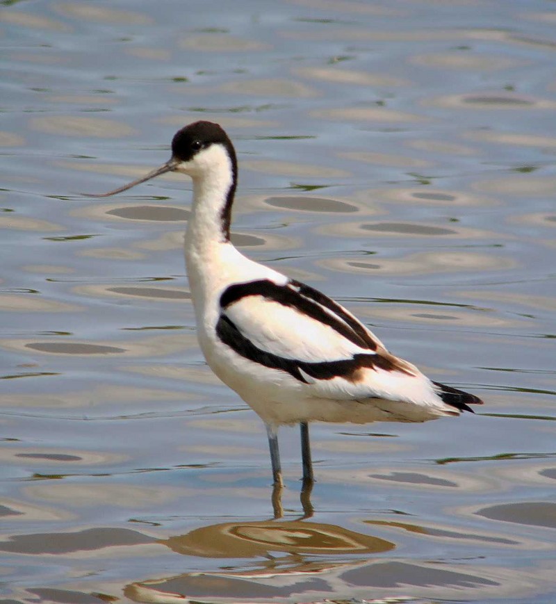 Avocet