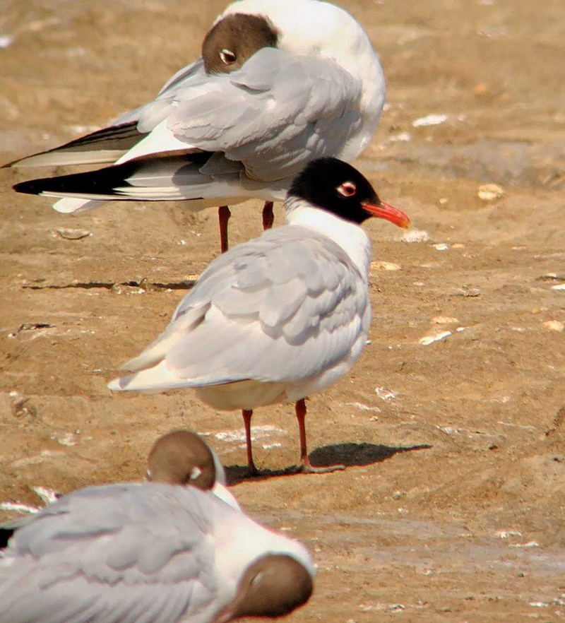 Mediterranean Gull