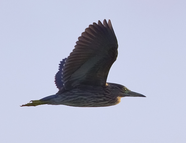 Night Heron