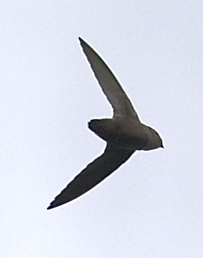 Chimney Swift