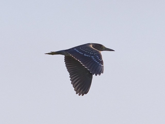 Night Heron