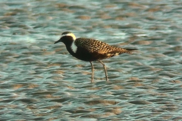 American Golden Plover