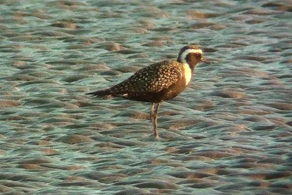 American Golden Plover