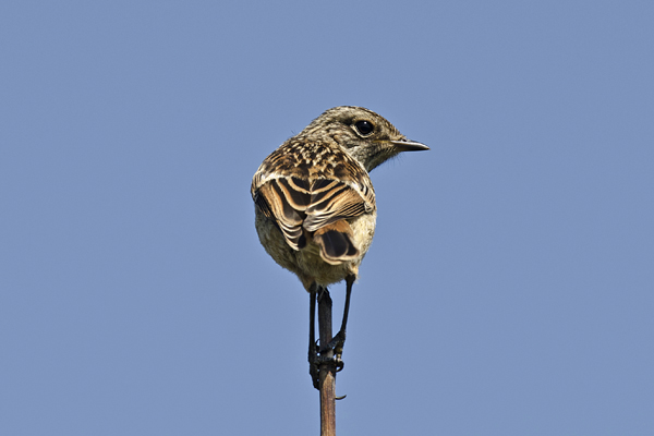 Stonechat