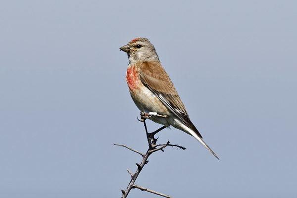 Linnet