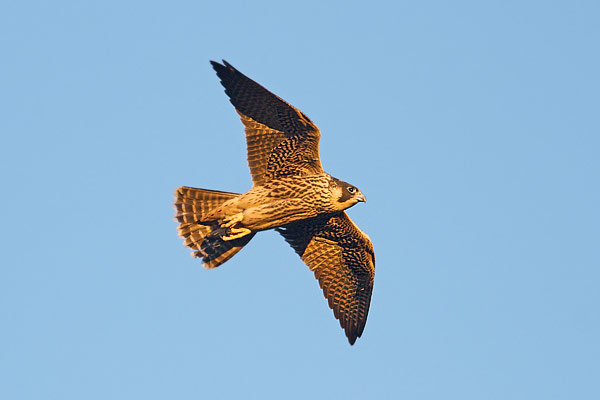 Peregrine