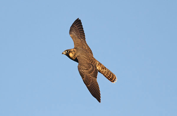 Peregrine