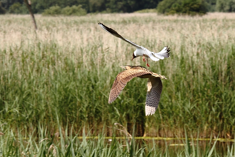 Bittern