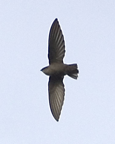 Chimney Swift