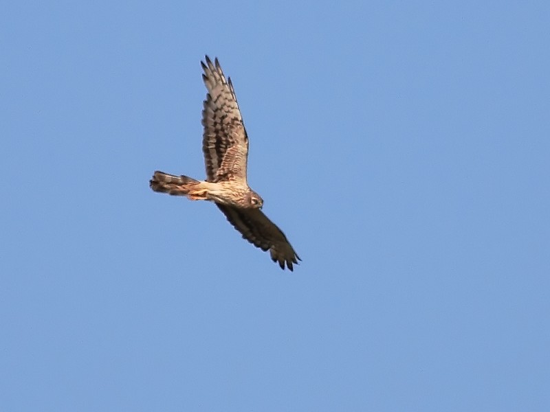 Montagu's Harrier