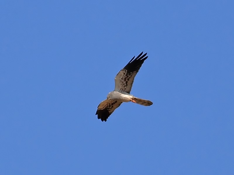 Montagu's Harrier
