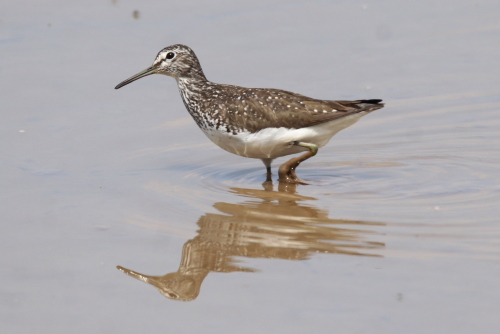 Green Sandpiper