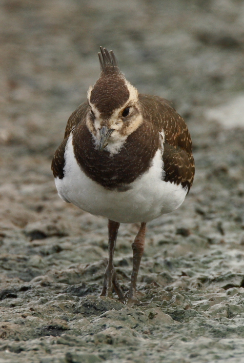 Lapwing
