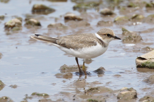 Little Ringed Plover