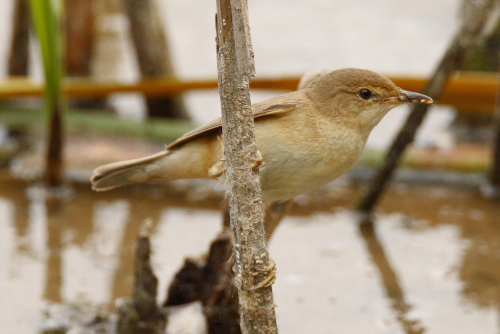 Reed Warbler
