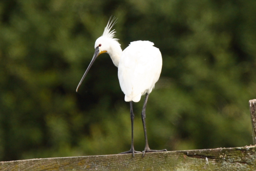 Spoonbill