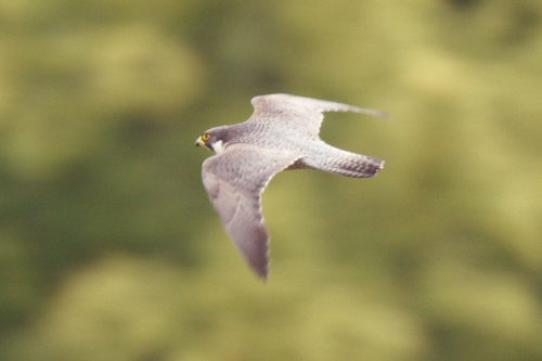 Peregrine