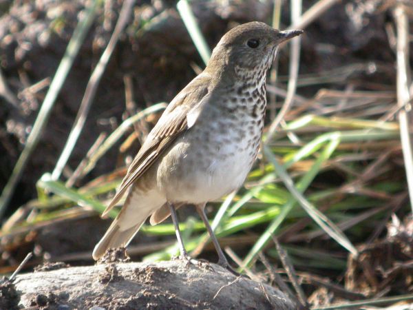 Grey-cheeked Thrush