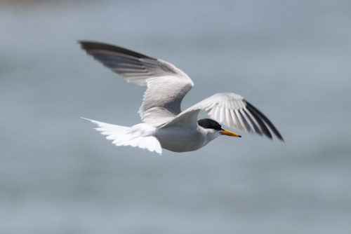 Little Tern