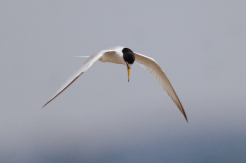 Little Tern