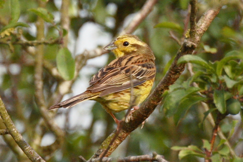 Yellowhammer