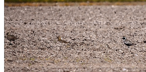 Pacific Golden Plover