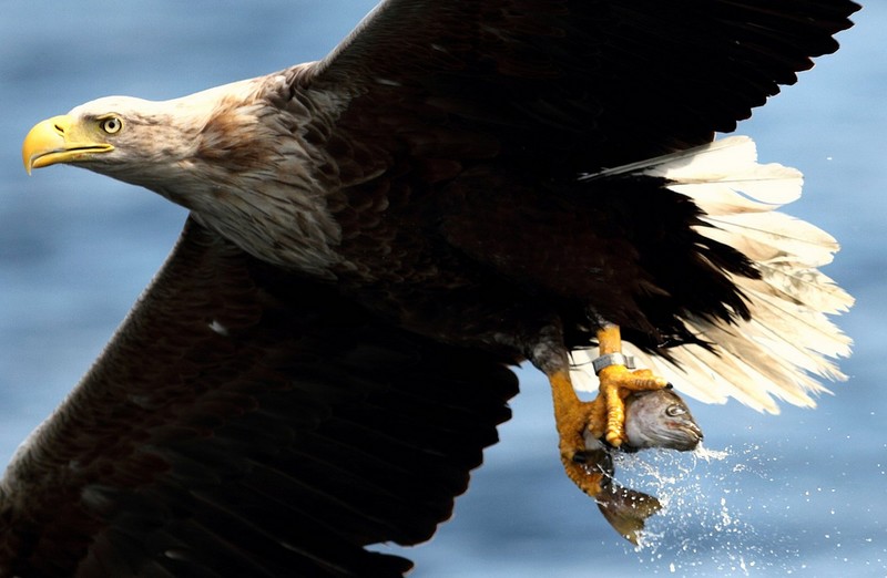 White-tailed Eagle